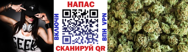 Конопля сатива  Смоленск 